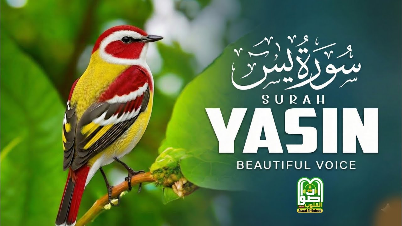 Surah Yaseen سورة یس The Heart of Quran | Deeply Relaxing & Emotional Recitation for Peace of Mind