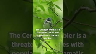 That Warbler Is Not Just Blueits Cerulean
