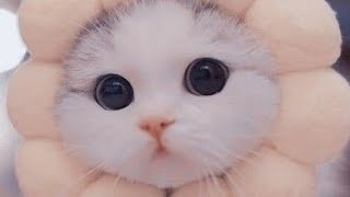 cute funny cat 😆🤯😺 happy cat| funny animal| kitten sound