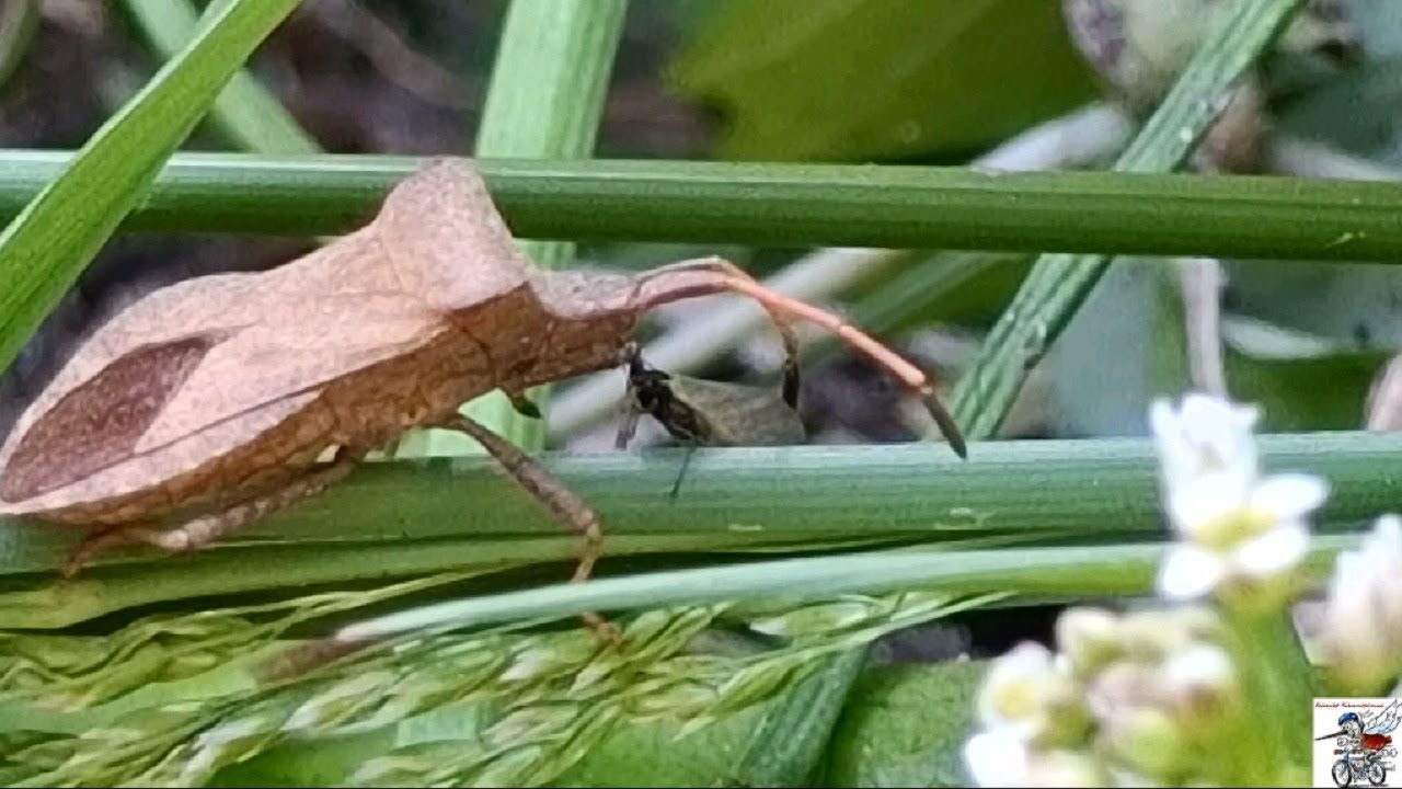 КлопоВоин Краевик щавелевый Sorrel edulis Bordered edulis Common edulis Coreus marginatus Linnaeus