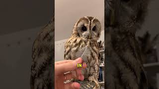 Download Lagu Never Pluck an Owl's Feathers Secretly, or It Will Do This.🤔#shorts MP3 Download Lagu Never Pluck an Owl's Feathers Secretly, or It Will Do This.🤔#shorts MP3