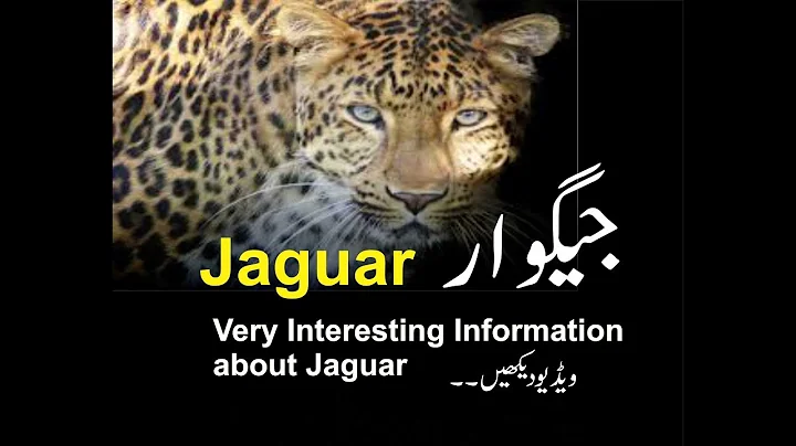 Jaguar real king of the Jungle interesting information about Jaguar