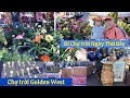 Trái cây,đồ cổ,cây ăn trái-thứ bảy đi chơ trời golden west hàng giảm giá cực kỳ rẻ