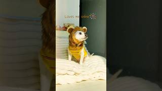 Its Time For This Doggy To Go Viral