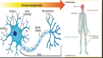 8th Class General Science - Ch 1 - Lecture - 1- Central Nervous System
