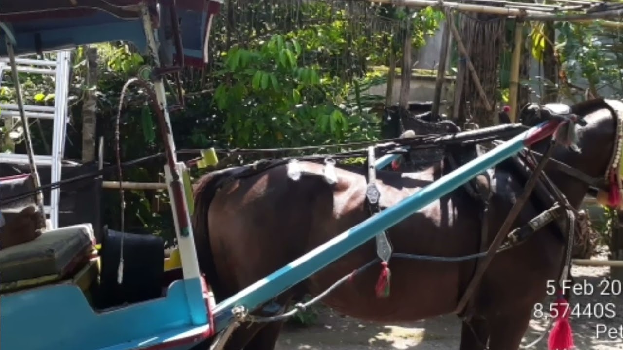 Pak  HUR Kusir CIDOMO Yang Sukses