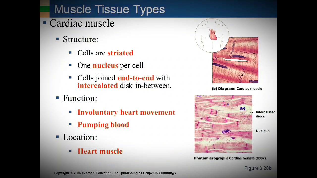 Cardiology - Anatomy & Physiology - YouTube
