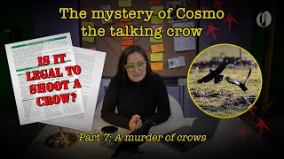 Was Cosmo the talking crow killed If so, is that a crime | Pt. 7