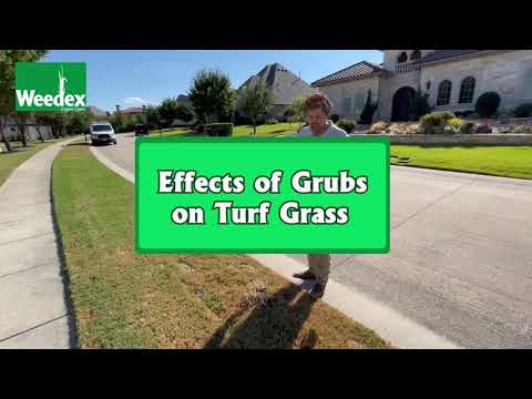 Grub & Armadillo Lawn Damage and Treatment