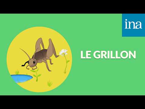 [P'tites bêtes] Le Grillon, un thermomètre sur pattes