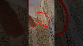 Bed Bug Hiding Spots Most Homeowners Never Check