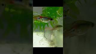 #aquarismo #peixesamazonicos #aquarium #rarefish #peixe #guppies #guppyfish #aquascape #peixesamazon
