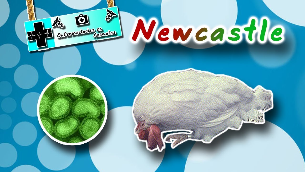 Newcastle disease (The paramyxovirus of birds) | Animal diseases | 家禽养殖