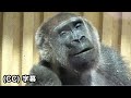 🤔Future of Mom Genki's pregnancy and delivery?After the cavity treatment.Gorilla .Momotaro family
