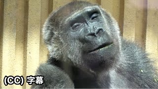 🤔Future of Mom Genki's pregnancy and delivery？After the cavity treatment.Gorilla .Momotaro family