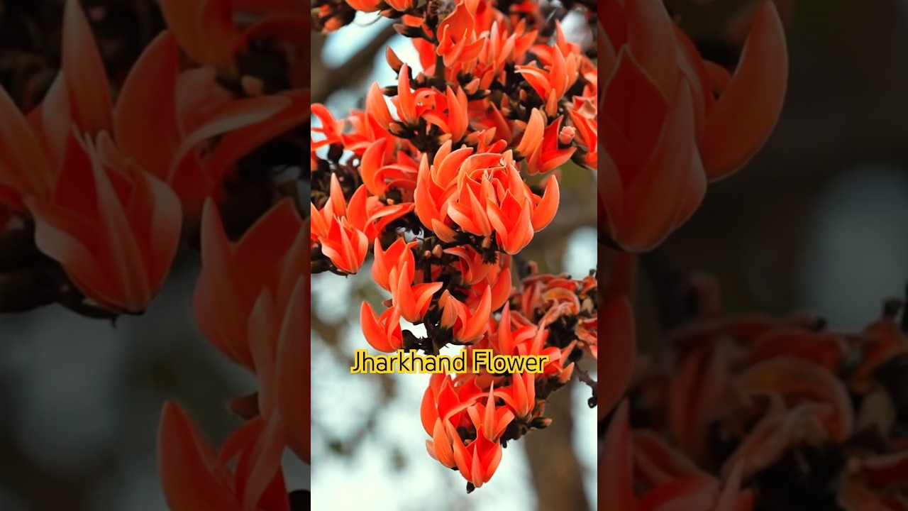 Mysterious Flower That Survived 100 Million Years | Plash Flower 🌺🌻🌹🌷 