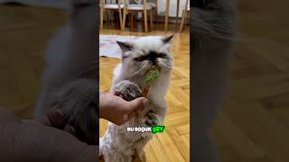 Kedi Günlükleri 28 Dondurmaya Bir Yaladı, Dünyası Değişti