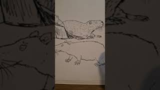 Drawing All Mammal Families Alle Zoogdierfamilies Tekenen 44 Laotian Rock Rat Laotiaanse Rotsrat