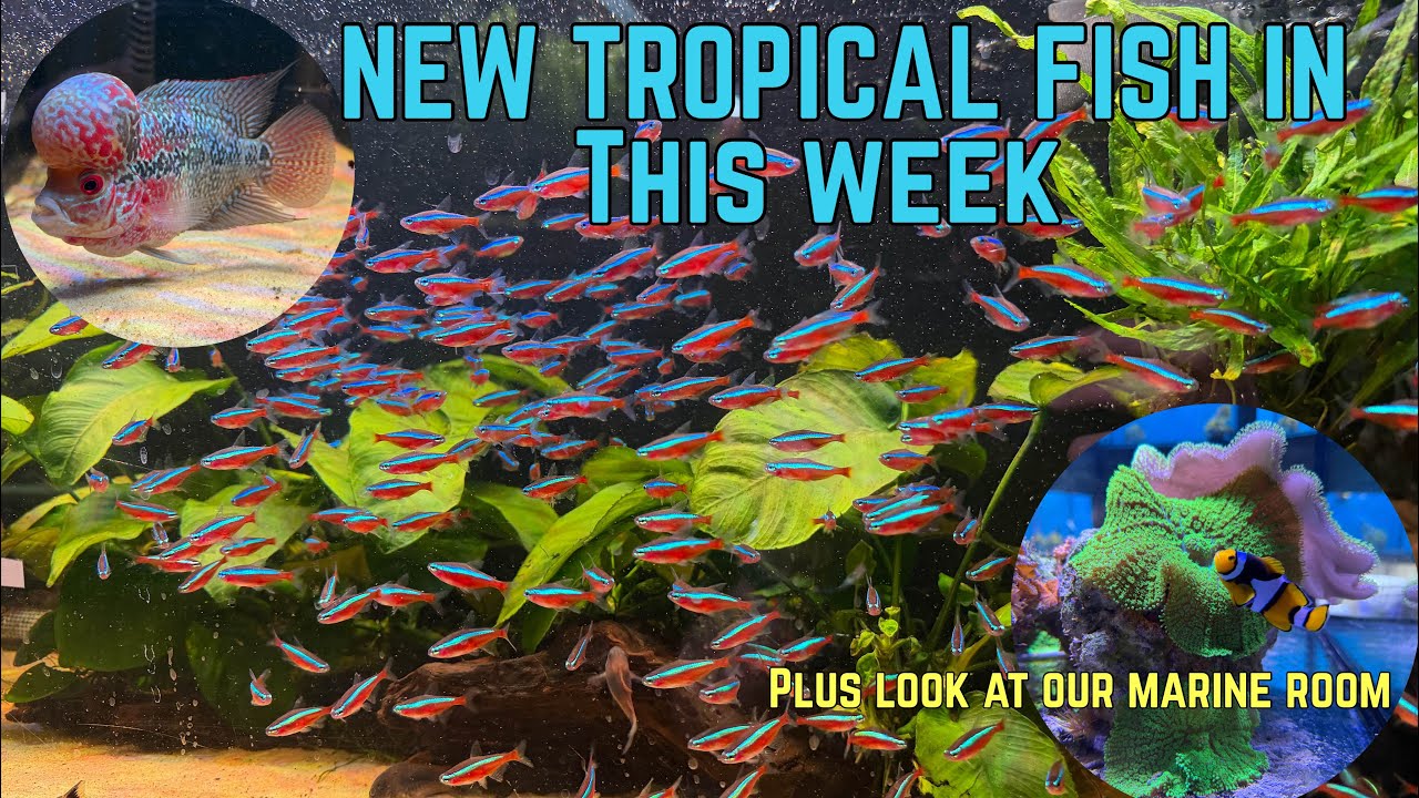 LOOK AT OUR NEW TROPICAL FISH AMD OUR MARINE ROOM 