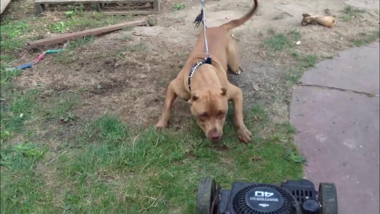 Pitbullrace промышленная ул 50 фото