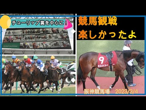 久しぶりに満喫！！ひとりぼっちで、阪神競馬場観戦記！！　2023/3/4　チューリップ賞当日