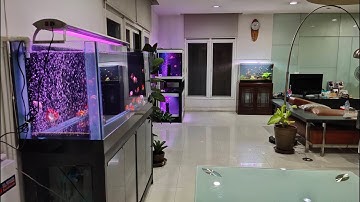 T สาย 2 โครงการ 2 - สลับที่ตู้ปลาเก่า ทำ O4FS ตู้ปลาใหม่ 3 ชุด 48"/2 ชั้น + 60" กรองล่าง Set 4