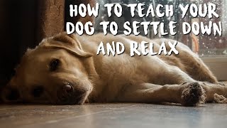 How to Train Your Dog to Settle Down and Relax