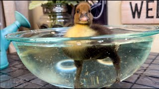 Cute Duckling Swimming in a Bowl