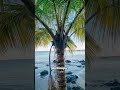 #Martinique #caraïbes #antilles #travel #explore #capcut #youtubeshorts #viralvideo