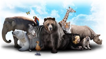 Top 10 Most Endangered Animal Species In 2022 | Mentioned In IUCN Red List