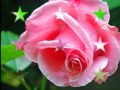 Розовая роза, аромат любви...
