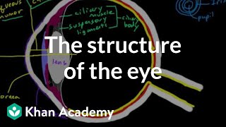 The structure of the eye | Processing the Environment | MCAT | Khan Academy