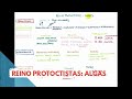 TEMA 3 ESQUEMA ALGAS