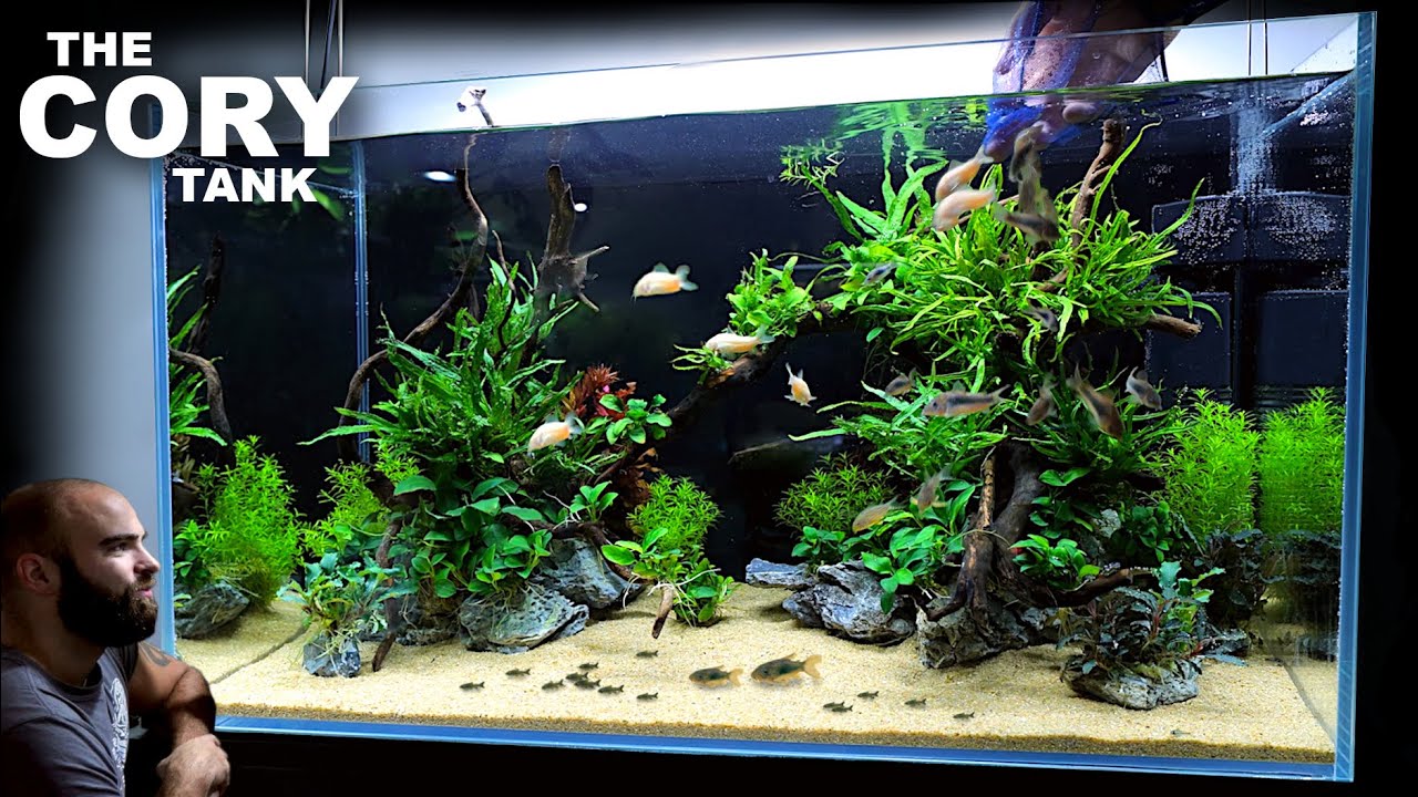 The Cory Tank: EPIC 3ft Aquascape Tutorial 