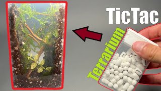 How to make a TicTac Terrarium by glassyGREEN 441 views 1 year ago 3 minutes, 6 seconds