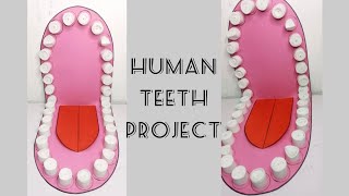 How to make Human teeth mouth 3D project || handmade teeth mouth model project || Science project