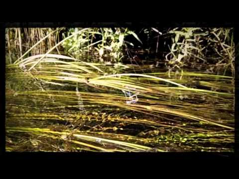 Olan Mill - Lighul