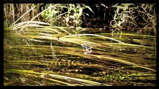 Olan Mill - Lighul