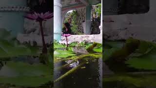Злой Максим #vietnam #лотос #пагода #рыбки #развод #