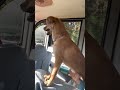 来富！你都没有痒痒肉吗！#狗狗的心思都写在脸上了 #中华田园犬 #小狗一看就知道非常乖 #不养狗不知道养狗的乐趣