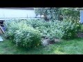 Urban Homesteading Garden Tour - West Michigan - Zone 5 Urban Homesteading Garden Tour - West Michigan - Zone 5