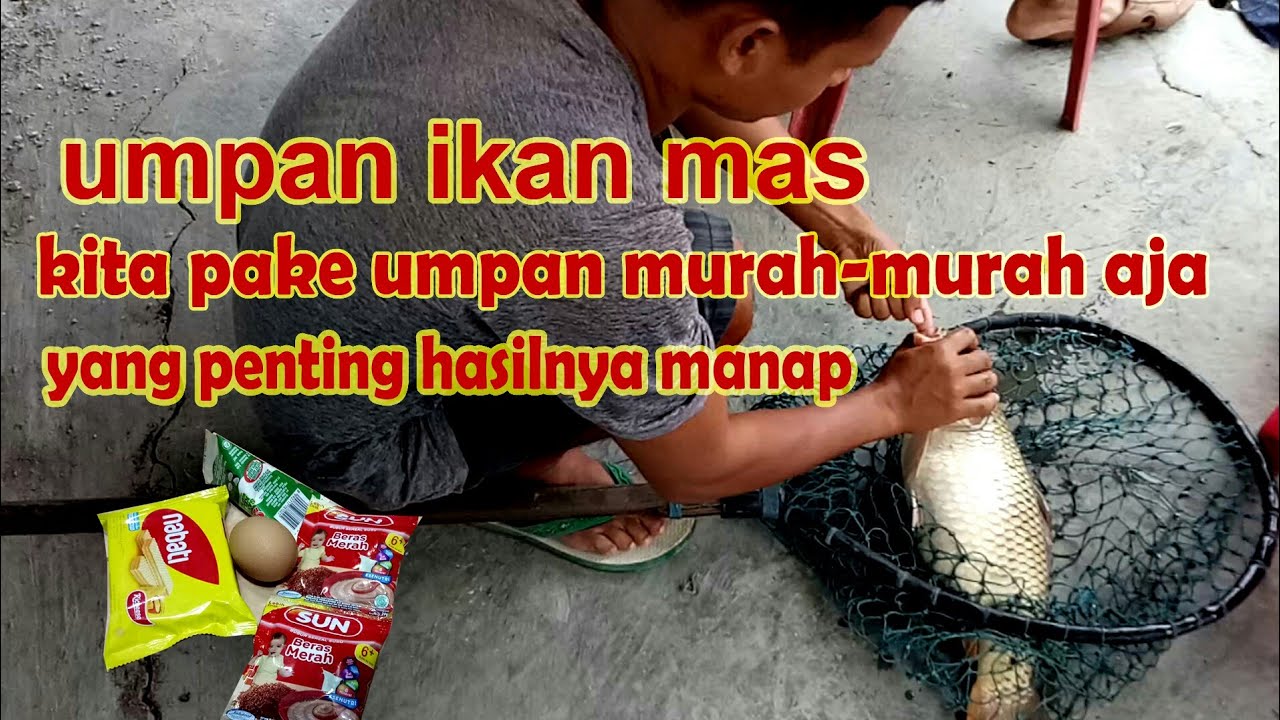 UMPAN IKAN MAS PALING JITU DAN MURAH