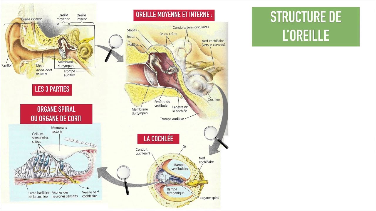fonctionnement oreille (avancé) YouTube