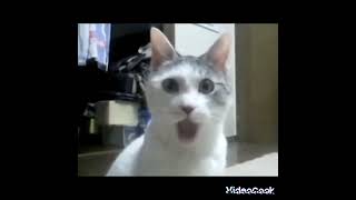 OMG CAT! XD