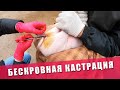 КАК КАСТРИРОВАТЬ ПОРОСЯТ | Бескровная кастрация поросенка в домашних условиях | Кастрация свиней