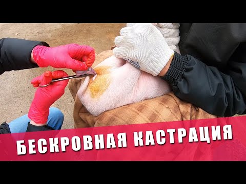 Видео кастрации поросят в домашних условиях