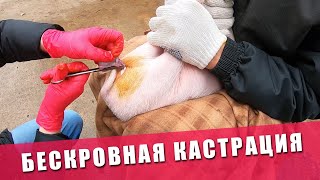 КАК КАСТРИРОВАТЬ ПОРОСЯТ | Бескровная кастрация поросенка в домашних условиях | Кастрация свиней