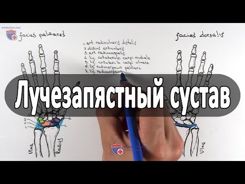 Анатомия лучезапястного сустава - meduniver.com