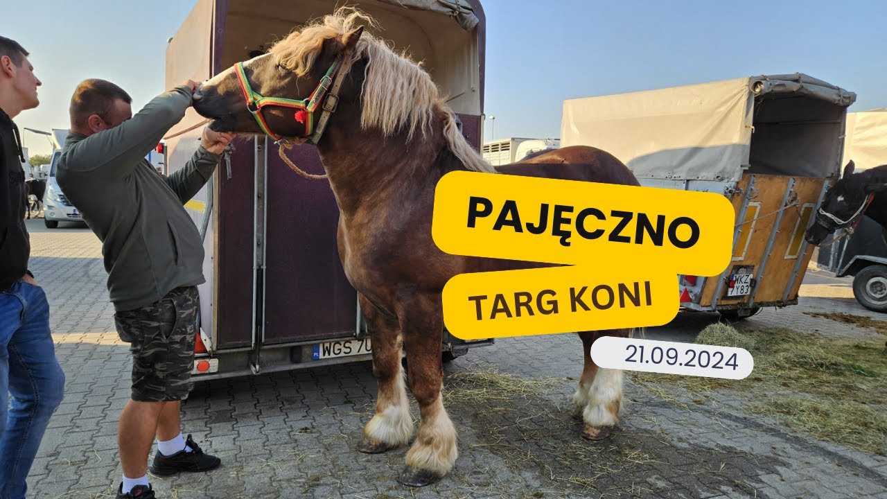 Targi końskie Pajęczno wrzesień 2024