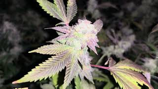 4k60fps 10x10 organic grow in the Den , put your shades on🫣😎